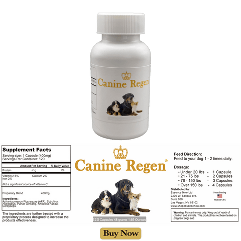 CanineRegen